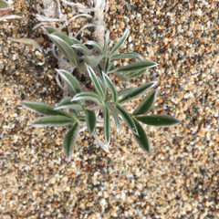 Lupinus tidestromii