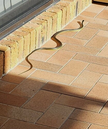 Common Tree Snake sighting