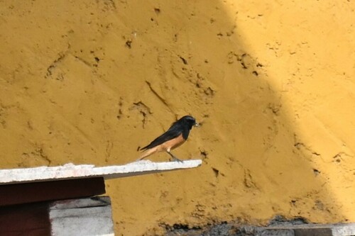 Black Redstart