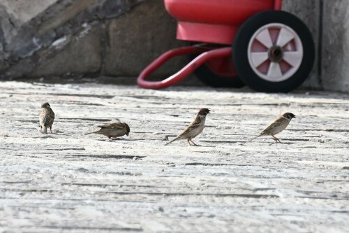 Eurasian Tree Sparrow