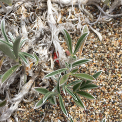 Lupinus tidestromii