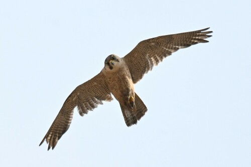 Red-capped Peregrine Falcon