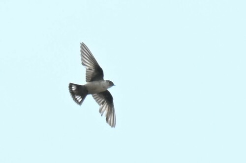 Eurasian Crag-Martin