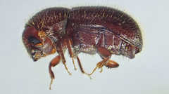 Coccotrypes dactyliperda