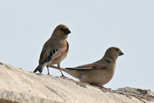 Desert Finch
