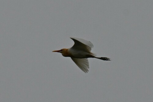 Eastern Cattle-Egret