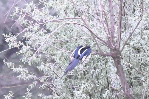 Oriental Magpie