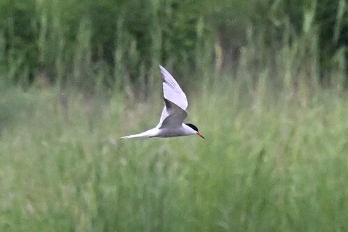 Common Tern