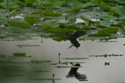 Eurasian Coot