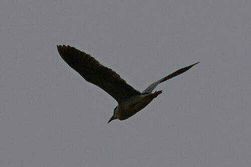 Black-crowned Night Heron