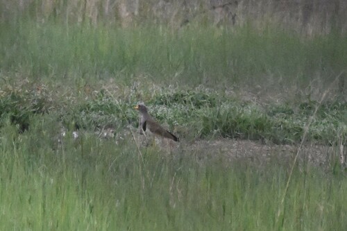 Grey-headed Lapwing