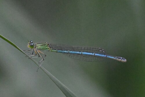 Paracercion plagiosum