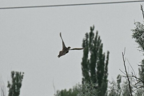 Ring-necked Pheasant