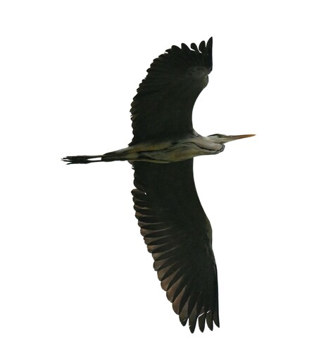 Grey Heron