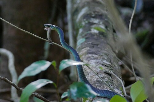 Common Tree Snake sighting