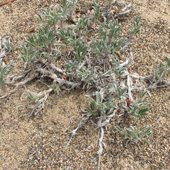 Lupinus tidestromii