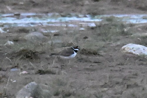 Little Ringed Plover