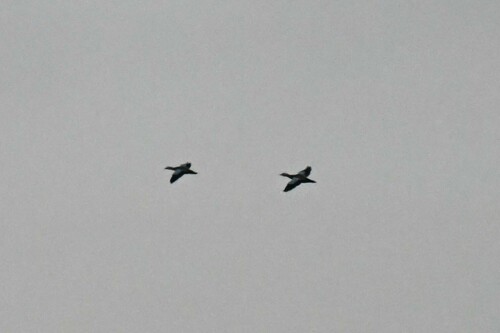Ruddy Shelduck