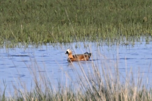 Ruddy Shelduck