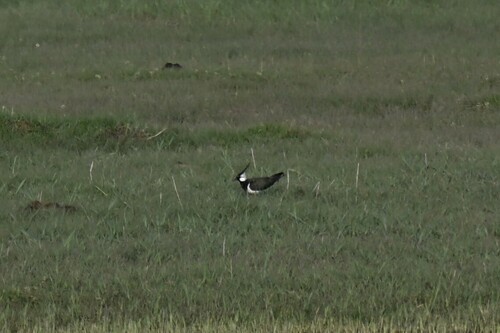 Northern Lapwing