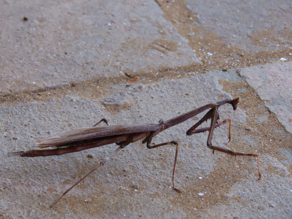Cat Eye Mantis
