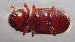 Coccotrypes dactyliperda