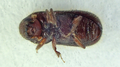 Coccotrypes dactyliperda