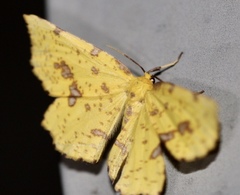 Xanthotype urticaria