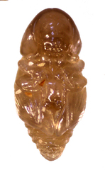 Coccotrypes dactyliperda