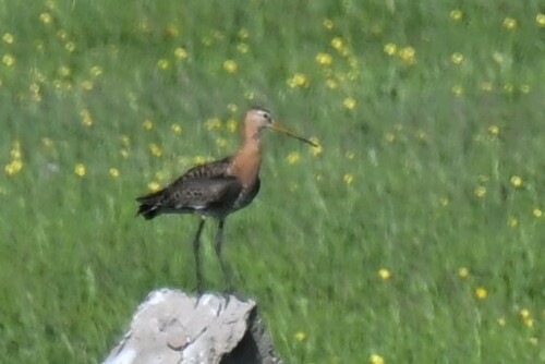 Black-tailed Godwit