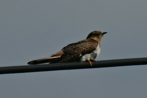 Common Cuckoo