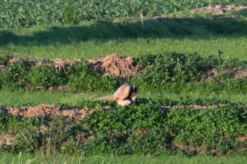 Ring-necked Pheasant