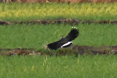 Northern Lapwing