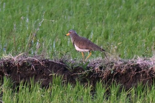 Grey-headed Lapwing