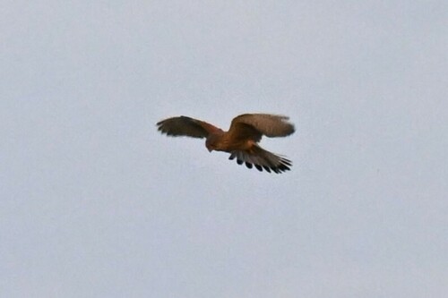 Eurasian Kestrel