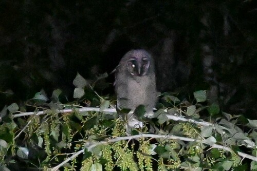 Long-eared Owl