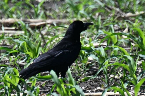Rook