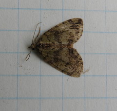 Hydriomena renunciata