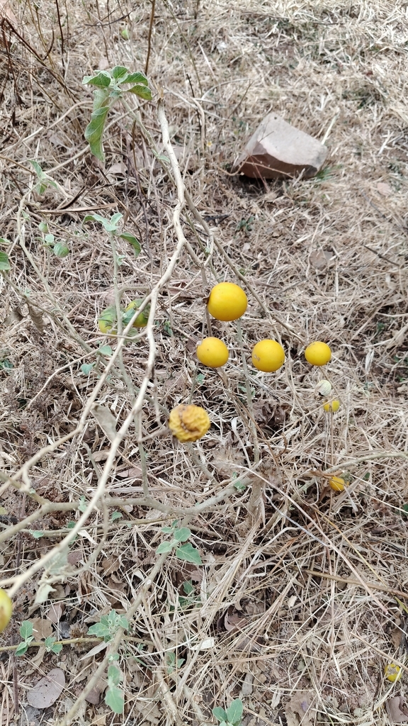 Brinjal plant with flower and developing fruit
