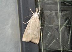 Calamotropha paludella