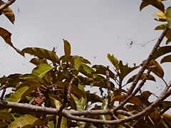 Trichonephila inaurata madagascariensis