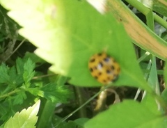 Harmonia axyridis