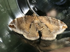 Eulithis molliculata