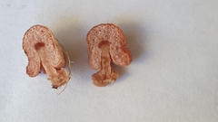 Podohydnangium australe