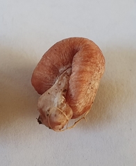 Podohydnangium australe