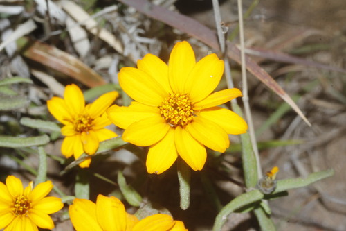 Image of Zinnia angustifolia by (c) Juan Cruzado Cortés, some rights reserved (CC BY-SA)