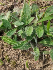 Pilosella officinarum