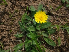 Pilosella officinarum