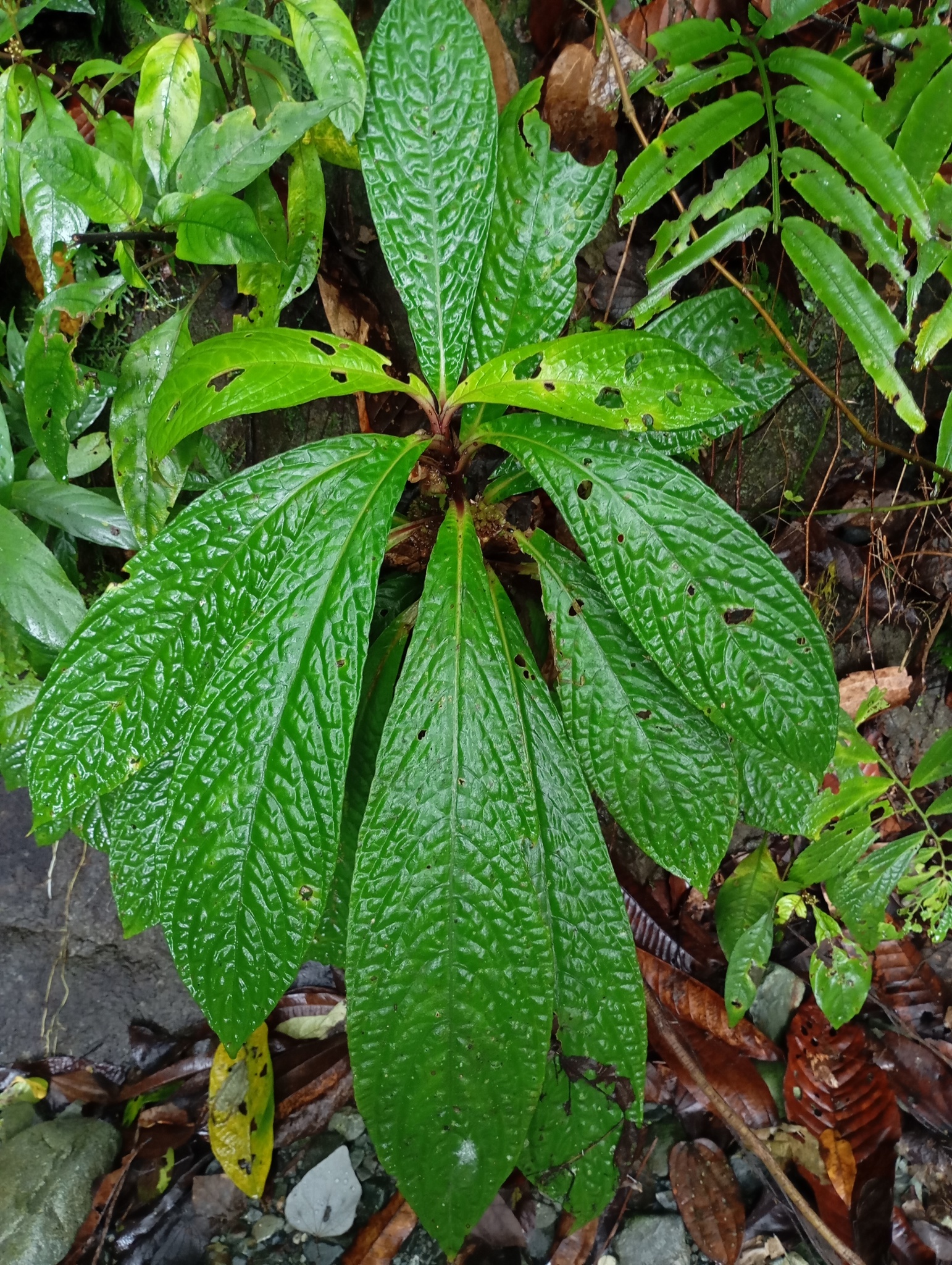 Cyrtandra polyneura
