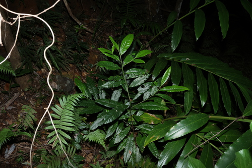 Image of Elaeocarpus grandis by (c) Greg Tasney, some rights reserved (CC BY-SA)